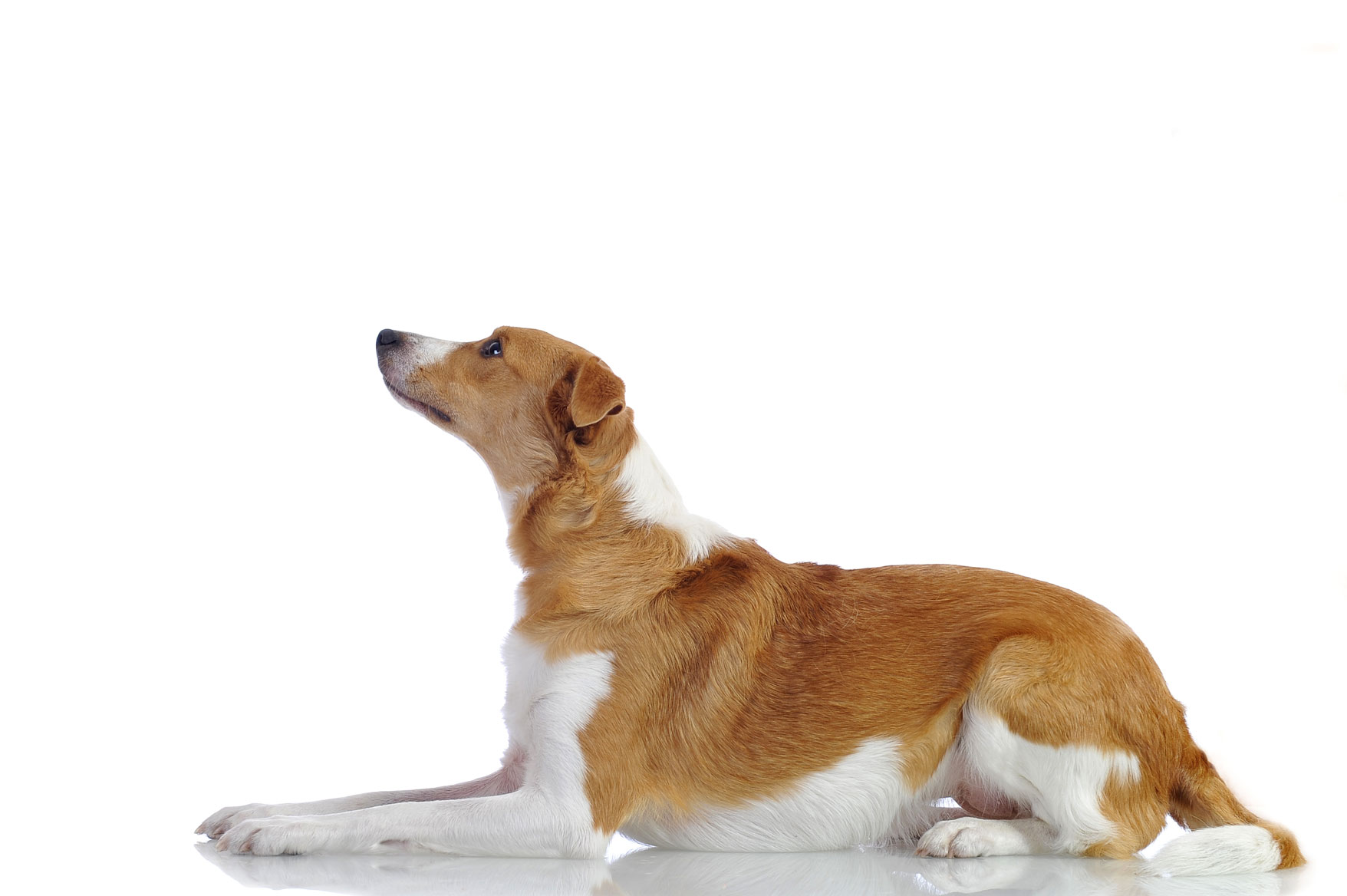 Wet-Noses-Dog-Traing-services