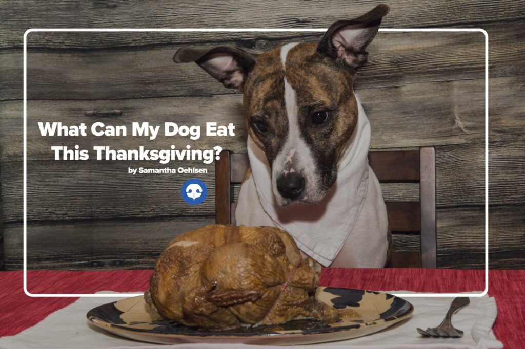 what can my dog eat thanksgiving