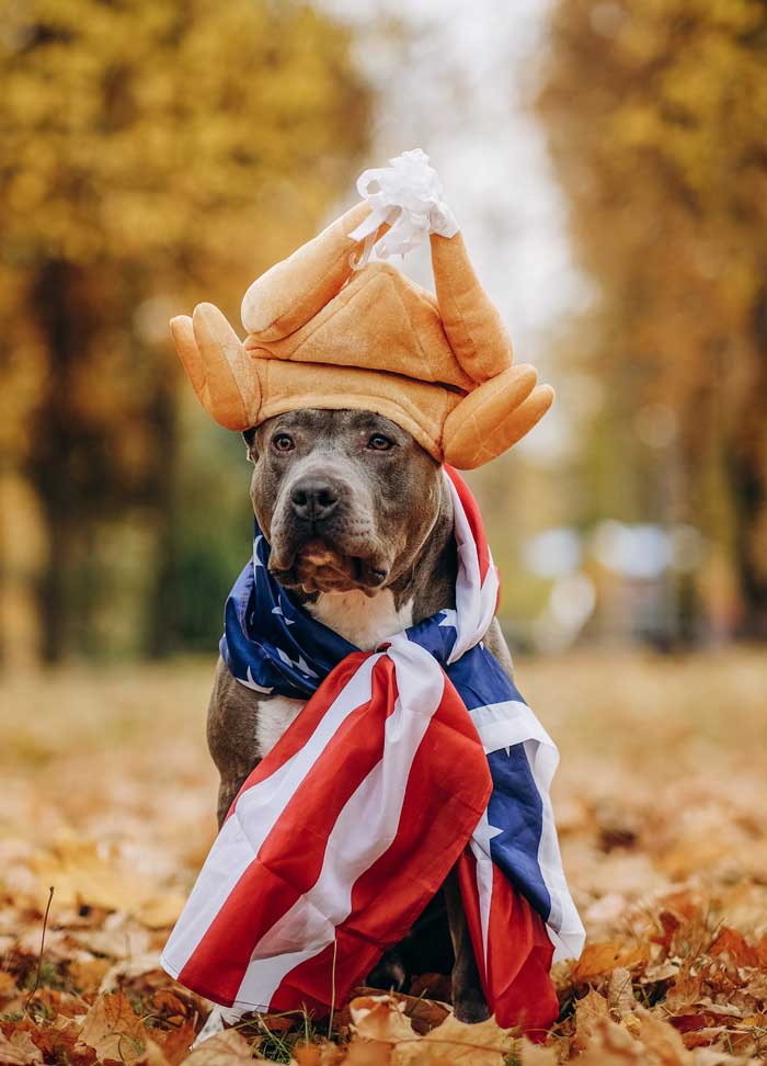 what-can-my-dog-eat-thanksgiving-puppy-pitbull