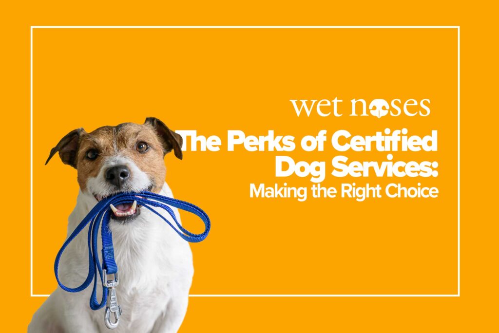 The Perks of Certified Dog Services: Making the Right Choice