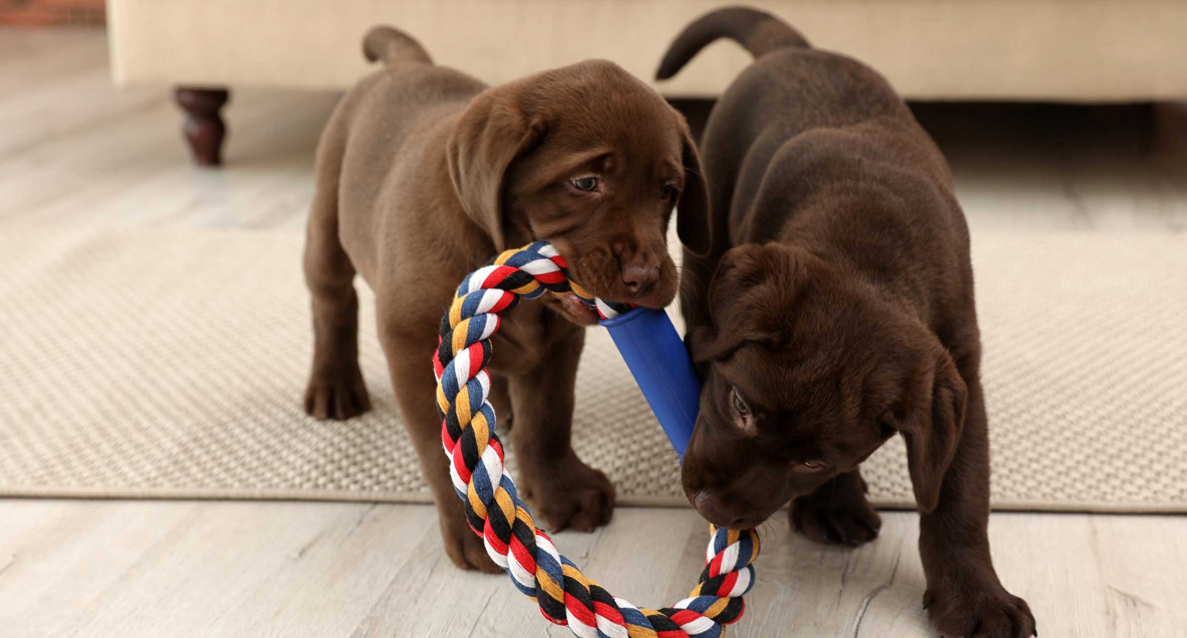 Marblehead-MA-Dog-Training-Walking